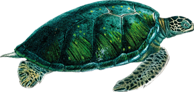 turtle